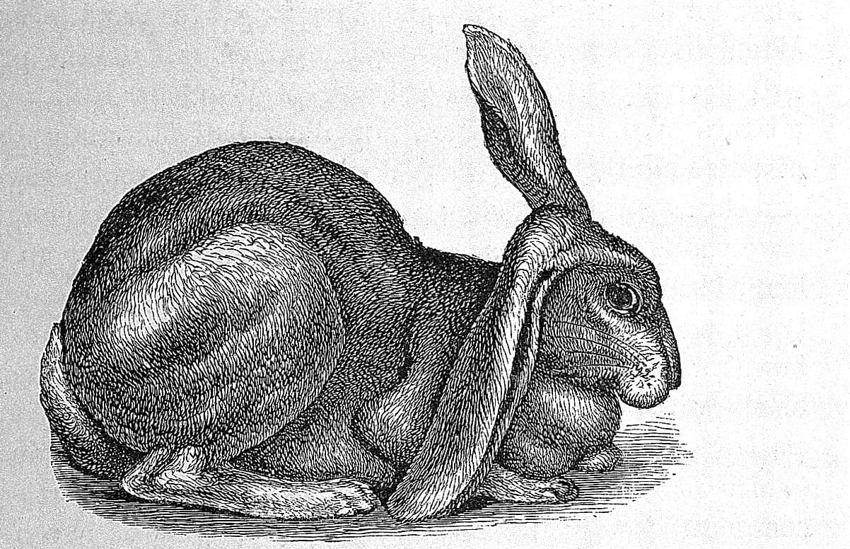 A rabbit's gospel