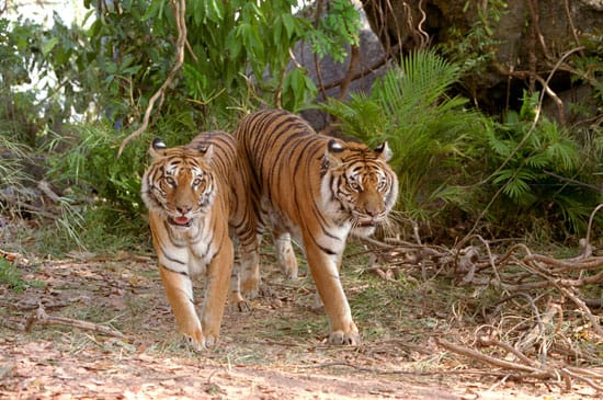 Two Brothers, two fine French filmmakers
