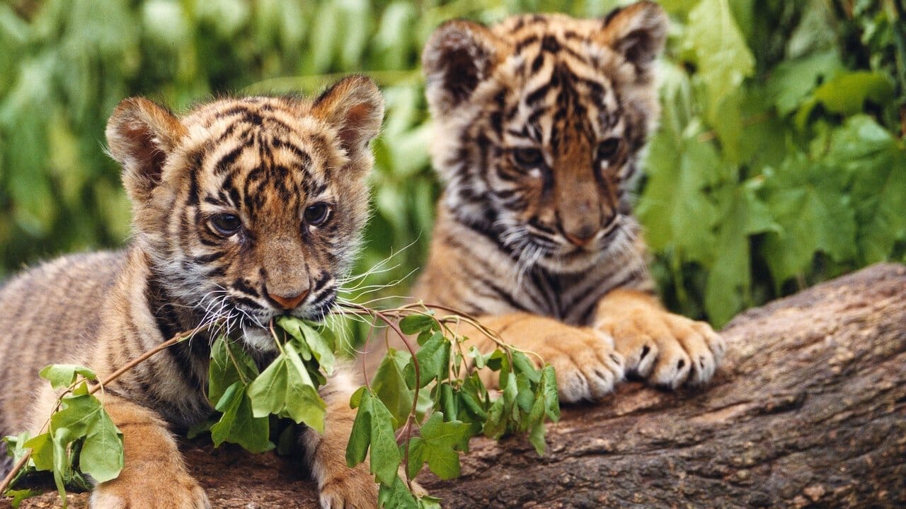 Learning can save your life: My talk with Jean-Jacques Annaud