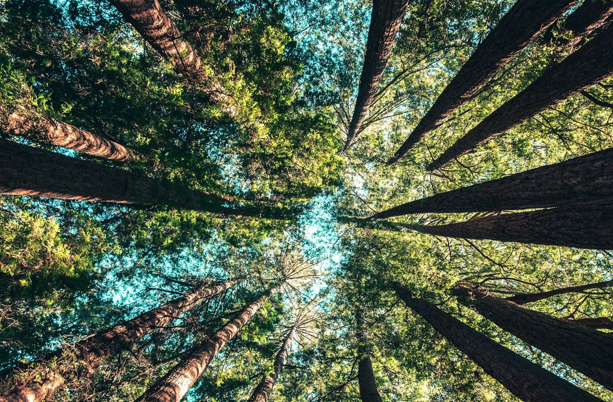 Here We Go Again: Malick and "The Tree of Life"