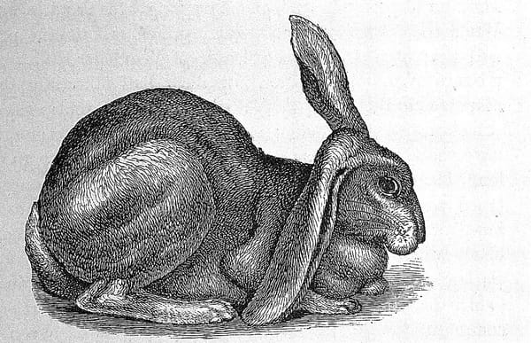 A rabbit's gospel